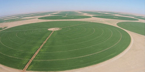 Bekas pelajar UiTM berjaya mengubah padang pasir tandus menjadi sebuah ladang gandum yang subur di Sudan